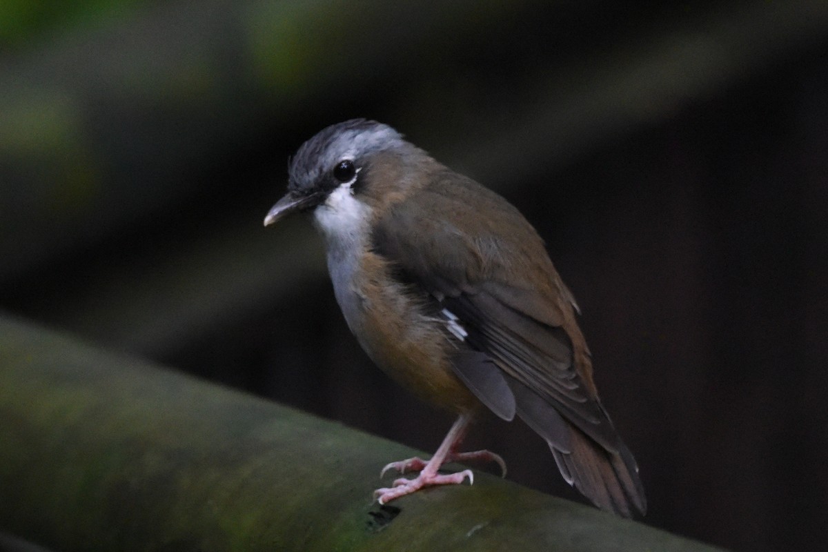 Gray-headed Robin - ML636431329