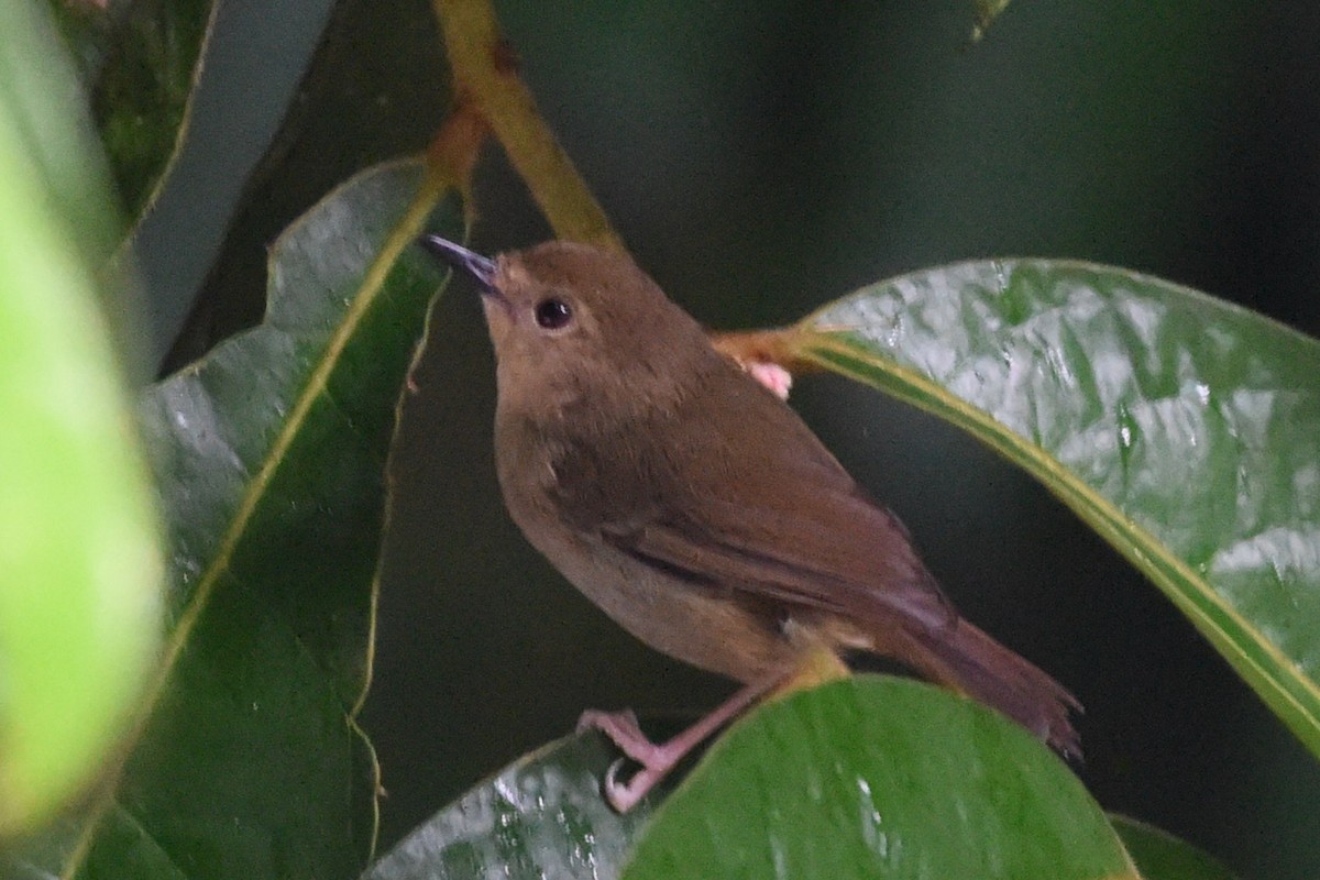 Large-billed Scrubwren - ML636431330