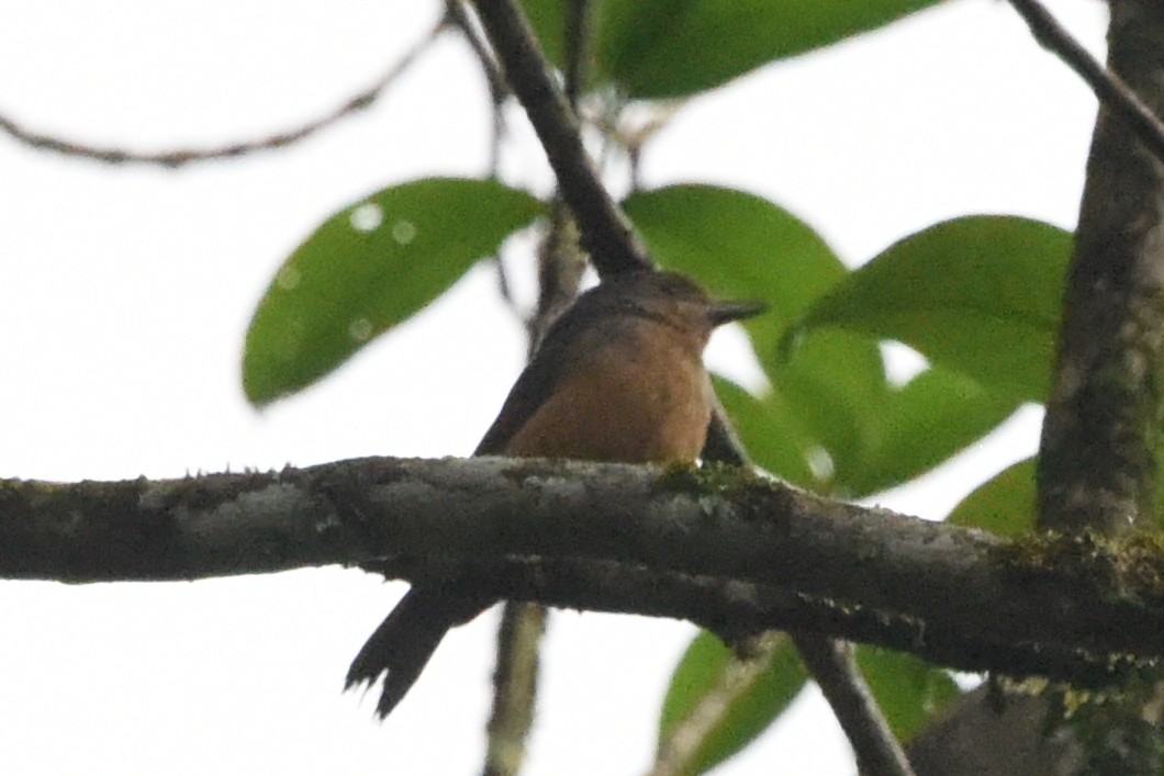 Bower's Shrikethrush - ML636431336