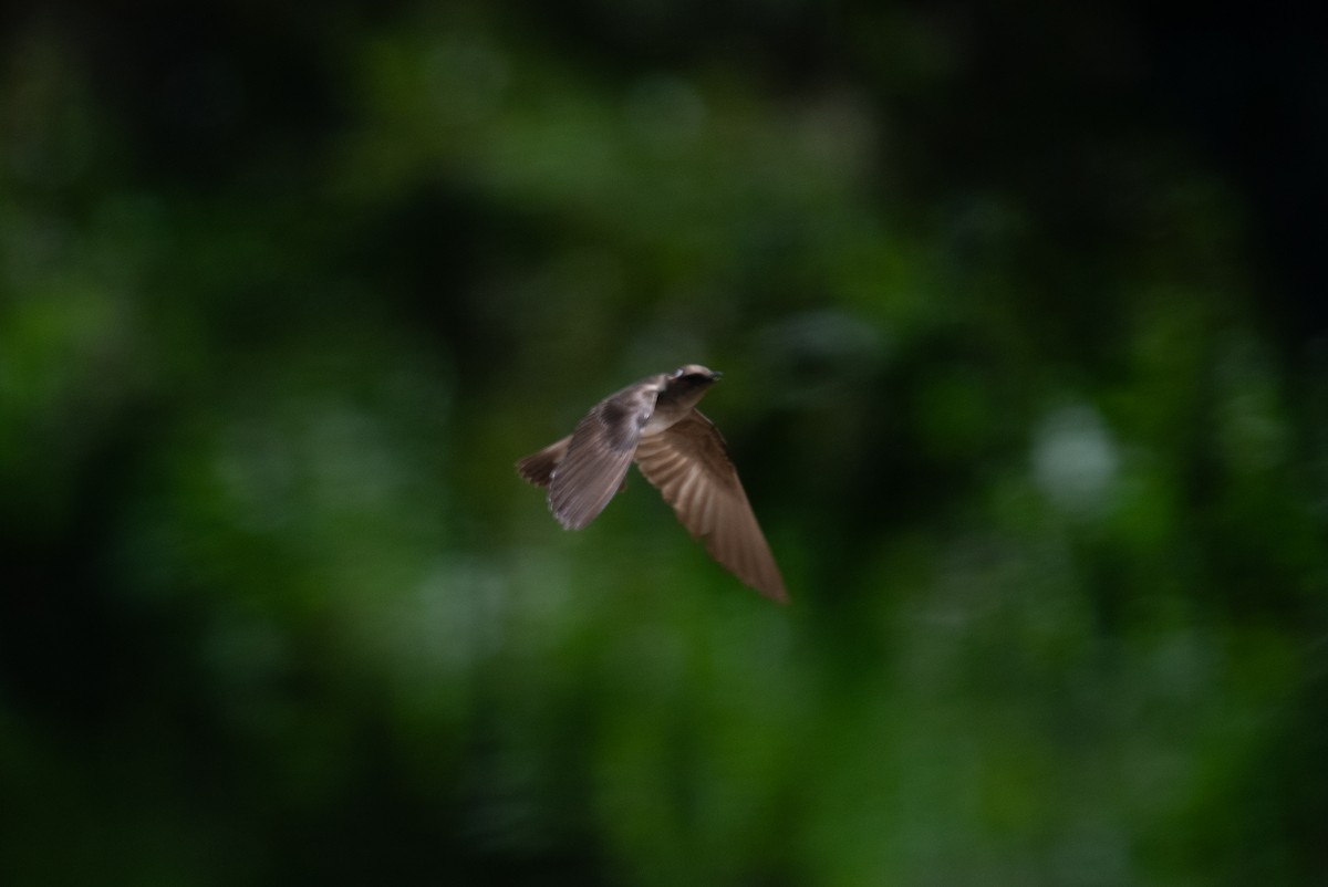 Northern Rough-winged Swallow - ML636431353