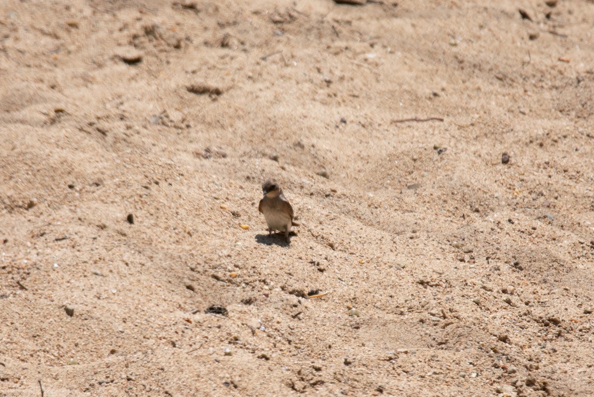 Northern Rough-winged Swallow - ML636431355