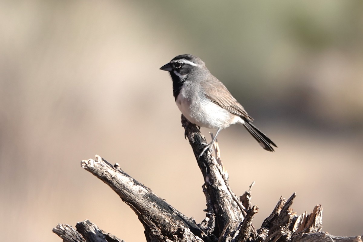 Black-throated Sparrow - ML636431406