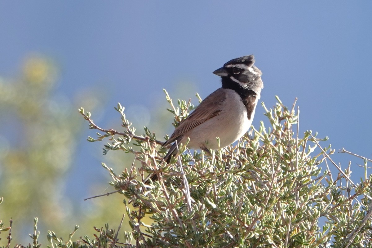 Black-throated Sparrow - ML636431414