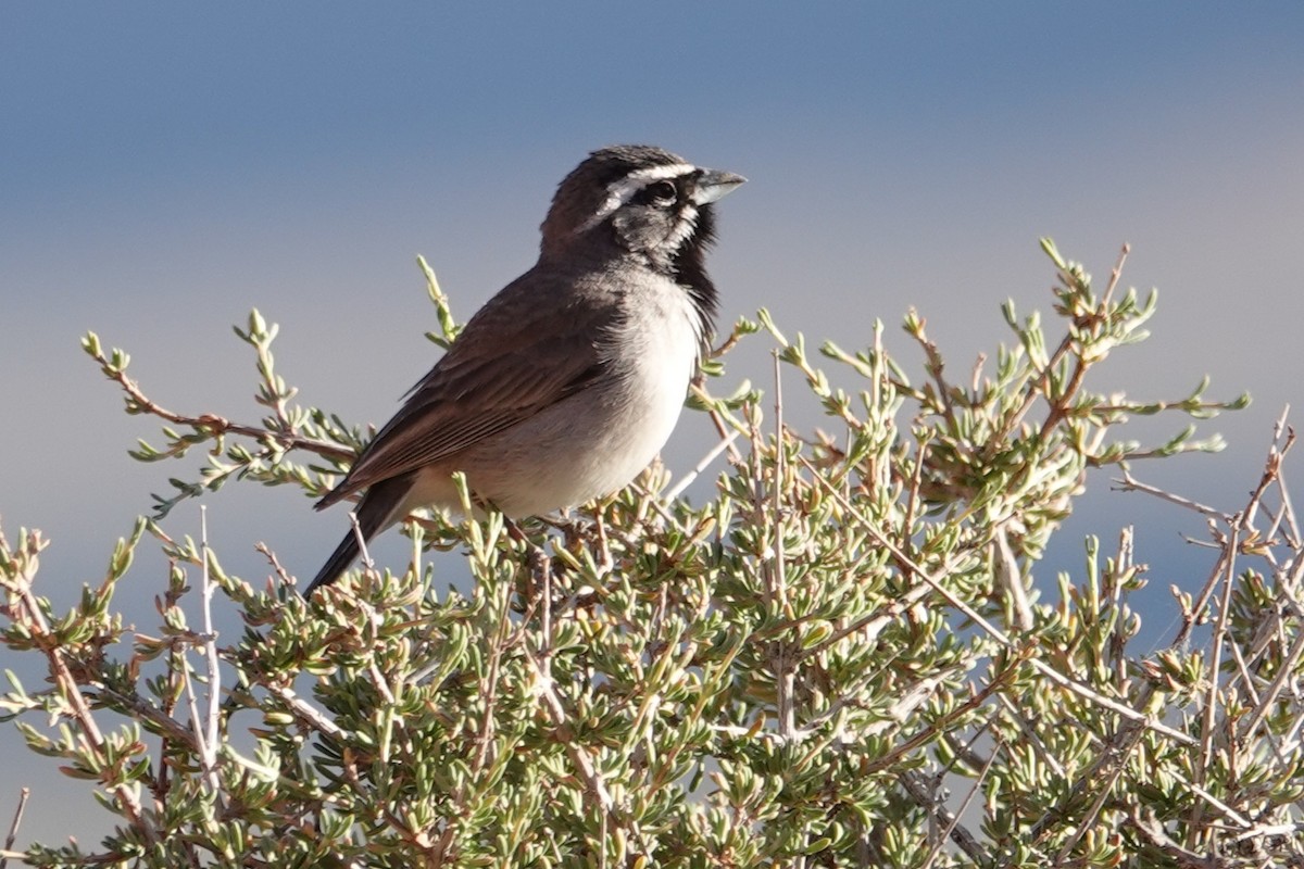 Black-throated Sparrow - ML636431418