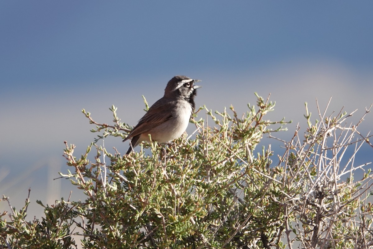 Black-throated Sparrow - ML636431421