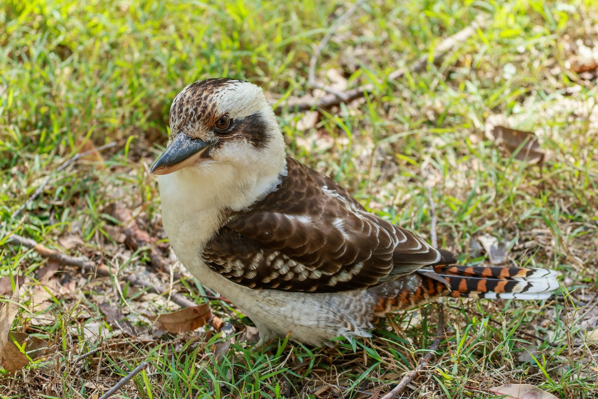 Laughing Kookaburra - ML636431431