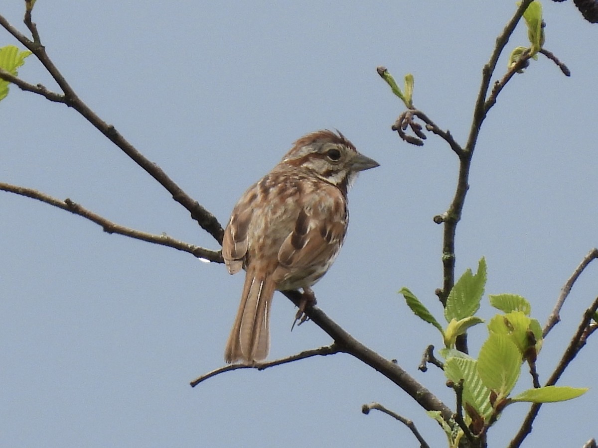 Song Sparrow - ML636431443
