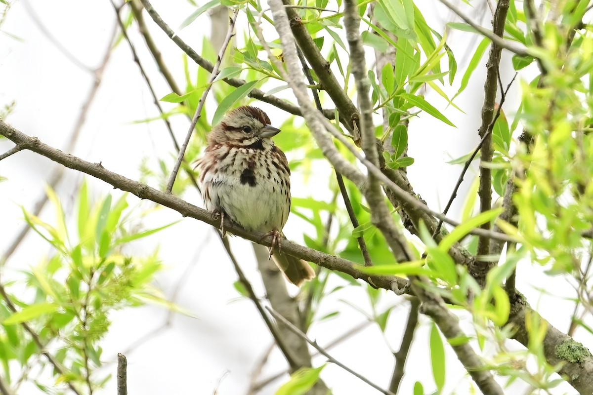 Song Sparrow - ML636431509