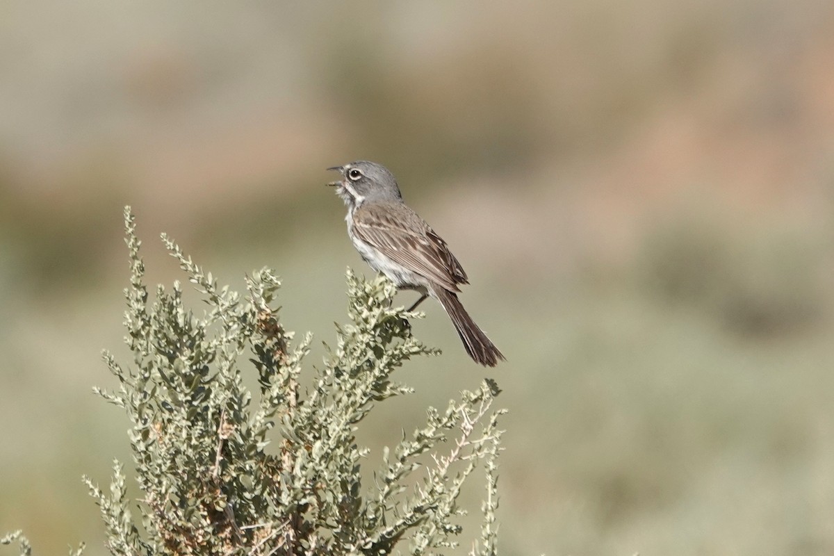 Bell's Sparrow - ML636431532
