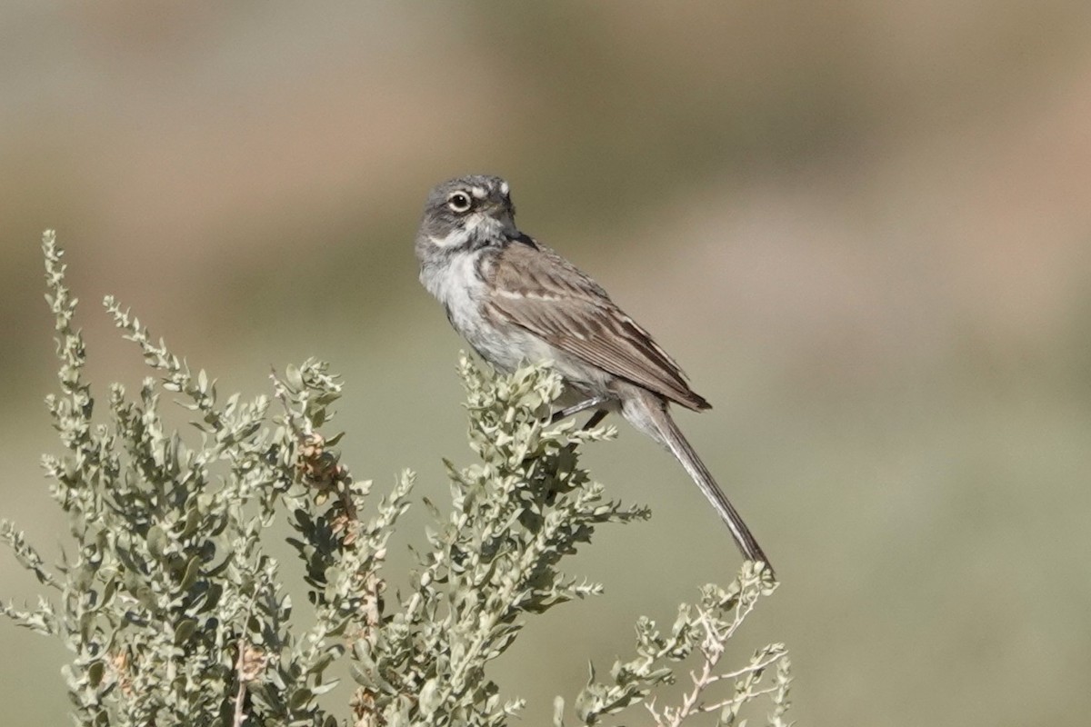 Bell's Sparrow - ML636431538