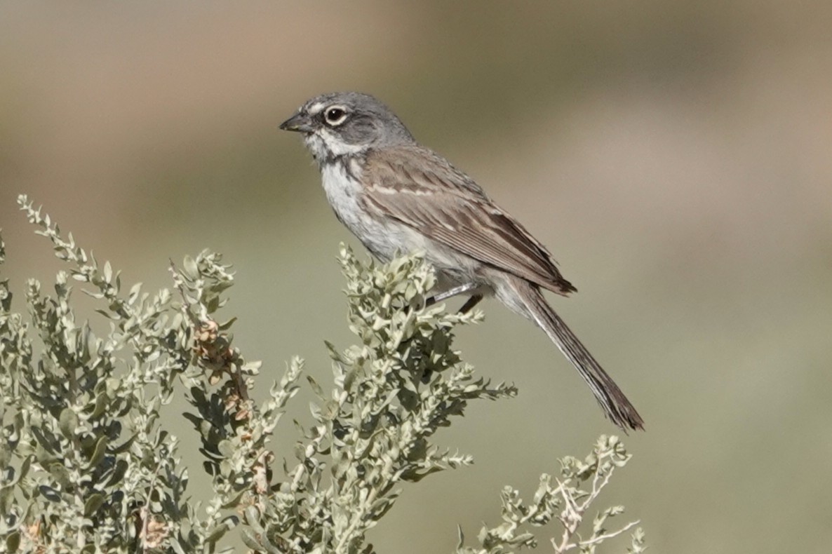 Bell's Sparrow - ML636431543