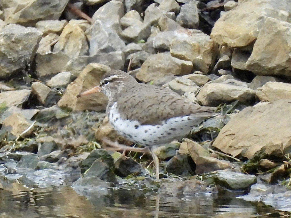 Spotted Sandpiper - ML636431552