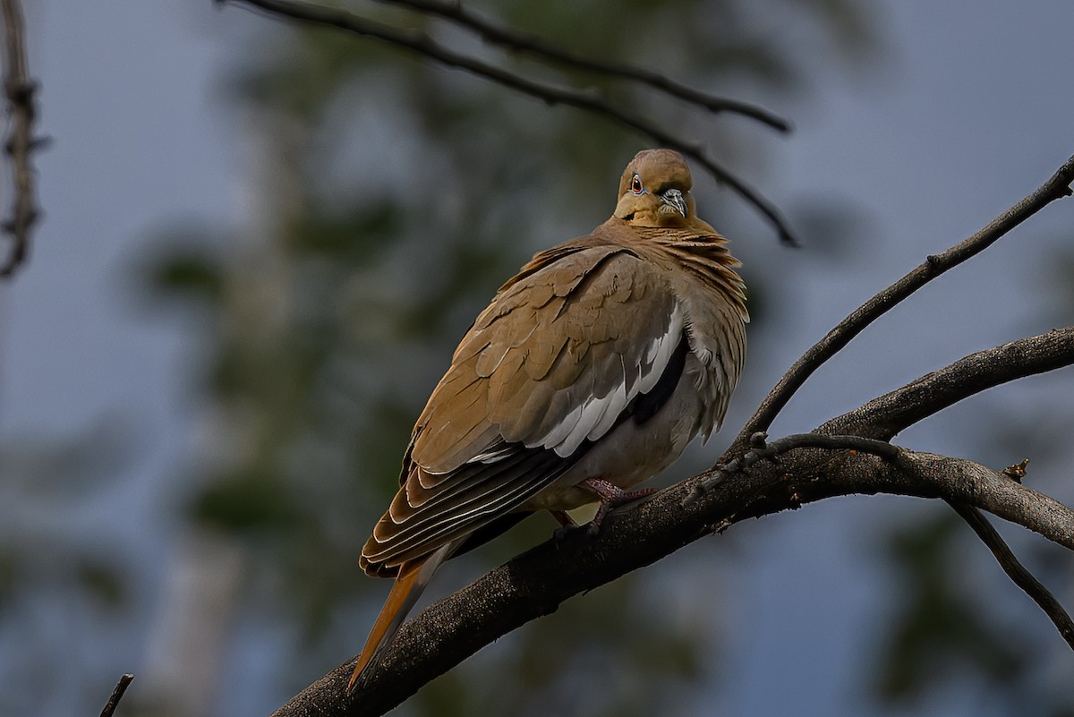 White-winged Dove - ML636431573