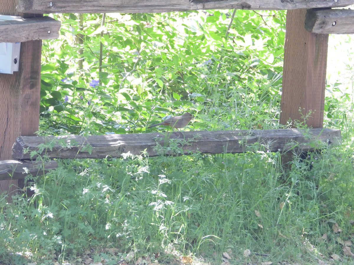 California Towhee - ML636431577