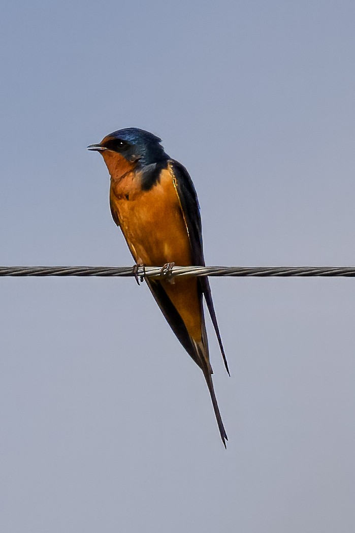 Barn Swallow - ML636431584