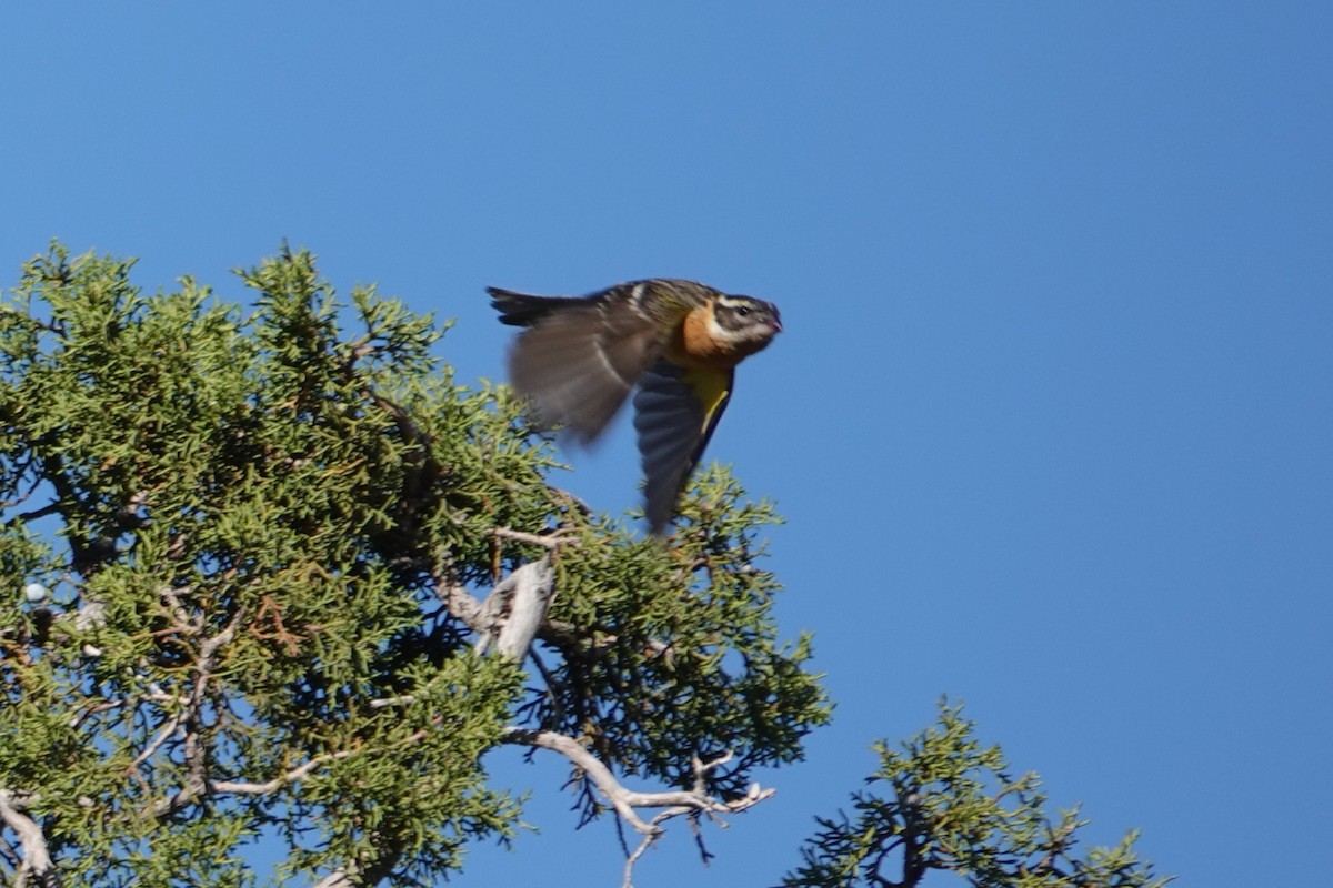 Black-headed Grosbeak - ML636431589