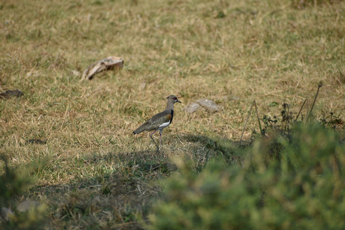 Southern Lapwing - ML636431607