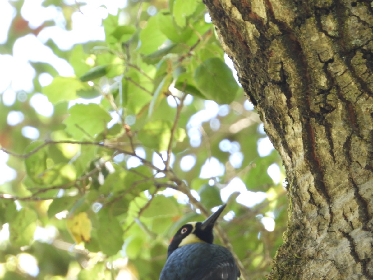 Acorn Woodpecker - ML636431616