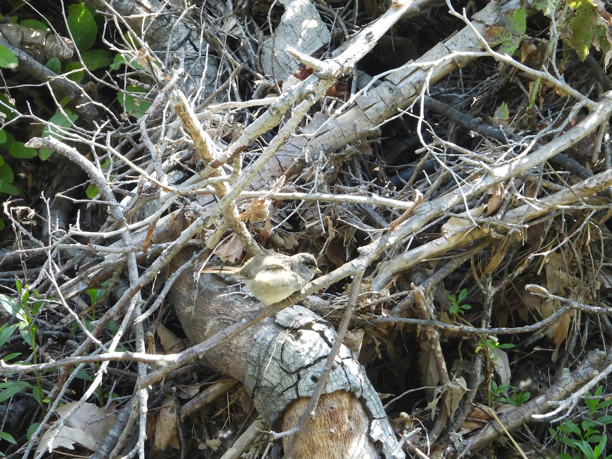 Golden-crowned Sparrow - ML636431650