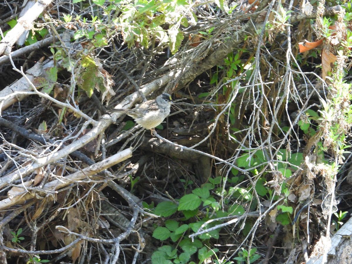 Golden-crowned Sparrow - ML636431651