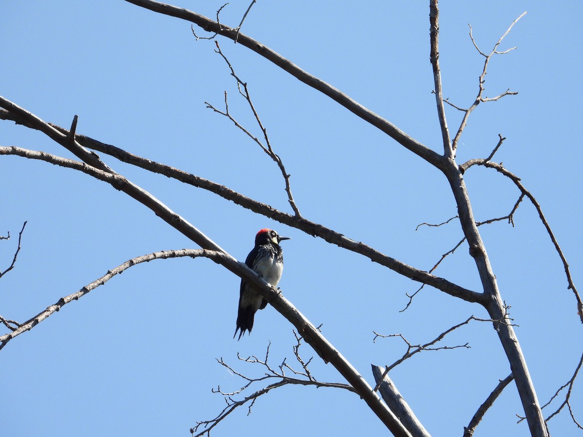 Acorn Woodpecker - ML636431658