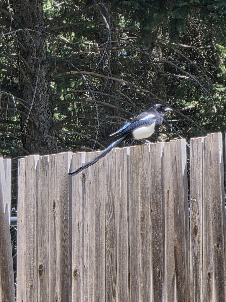 Black-billed Magpie - ML636431667