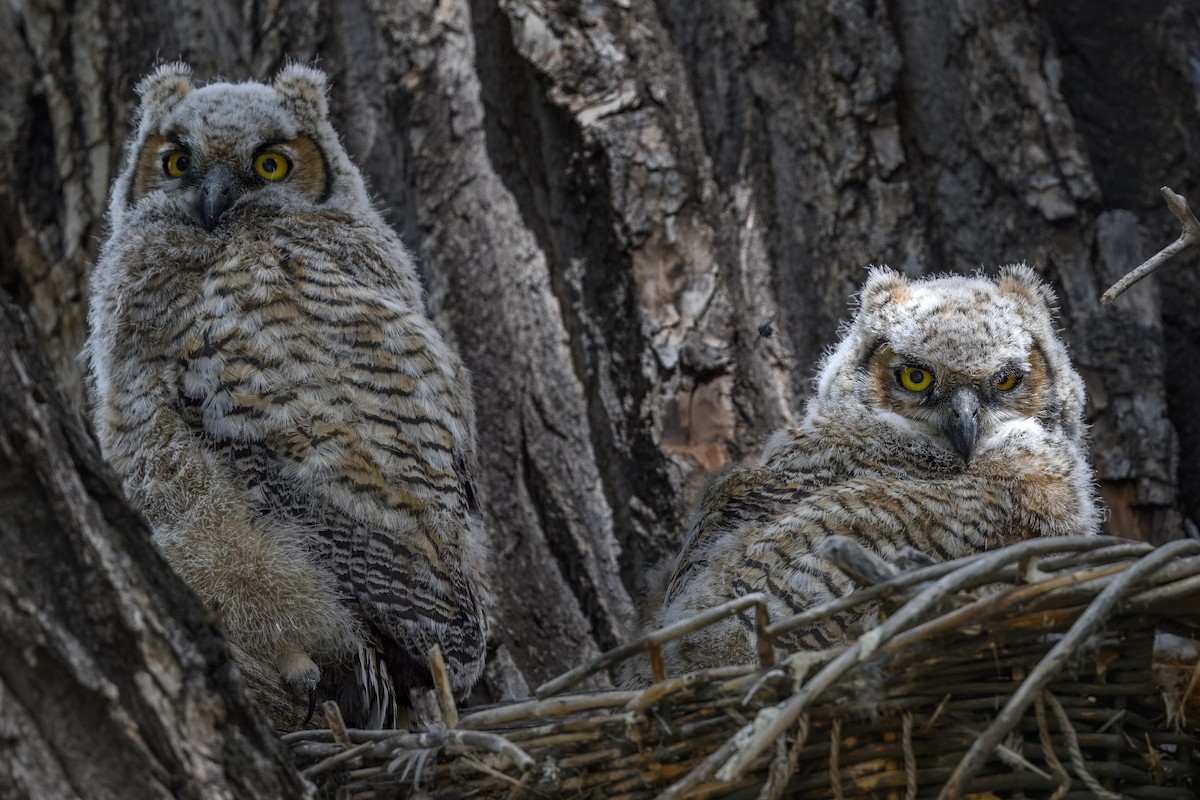 Great Horned Owl - ML636431696