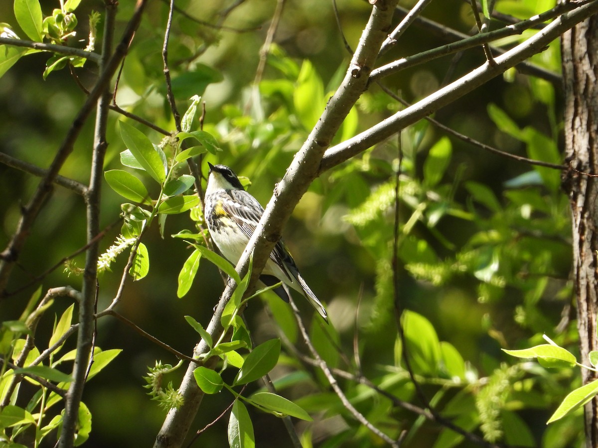 Yellow-rumped Warbler - ML636431707
