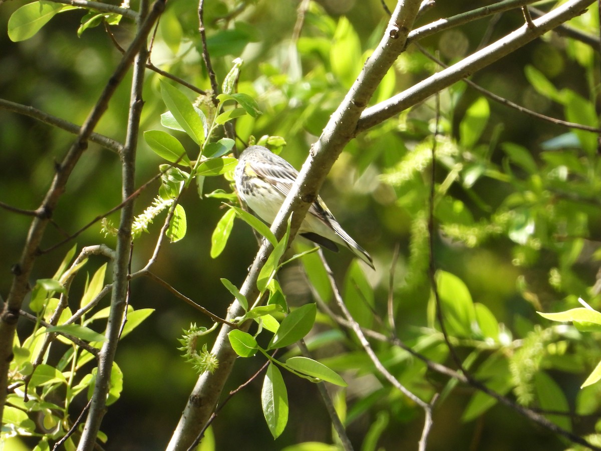 Yellow-rumped Warbler - ML636431708