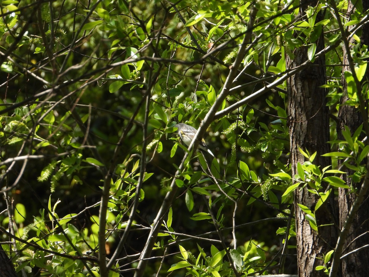 Yellow-rumped Warbler - ML636431709