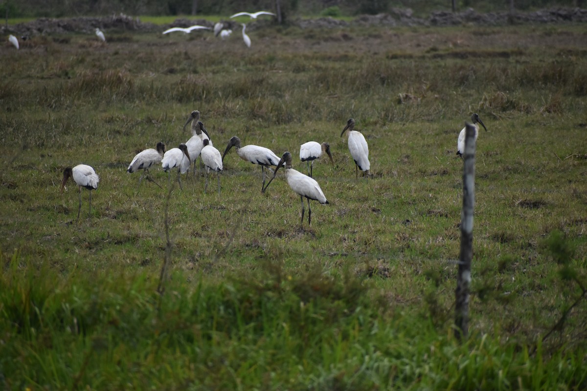 Wood Stork - ML636431712