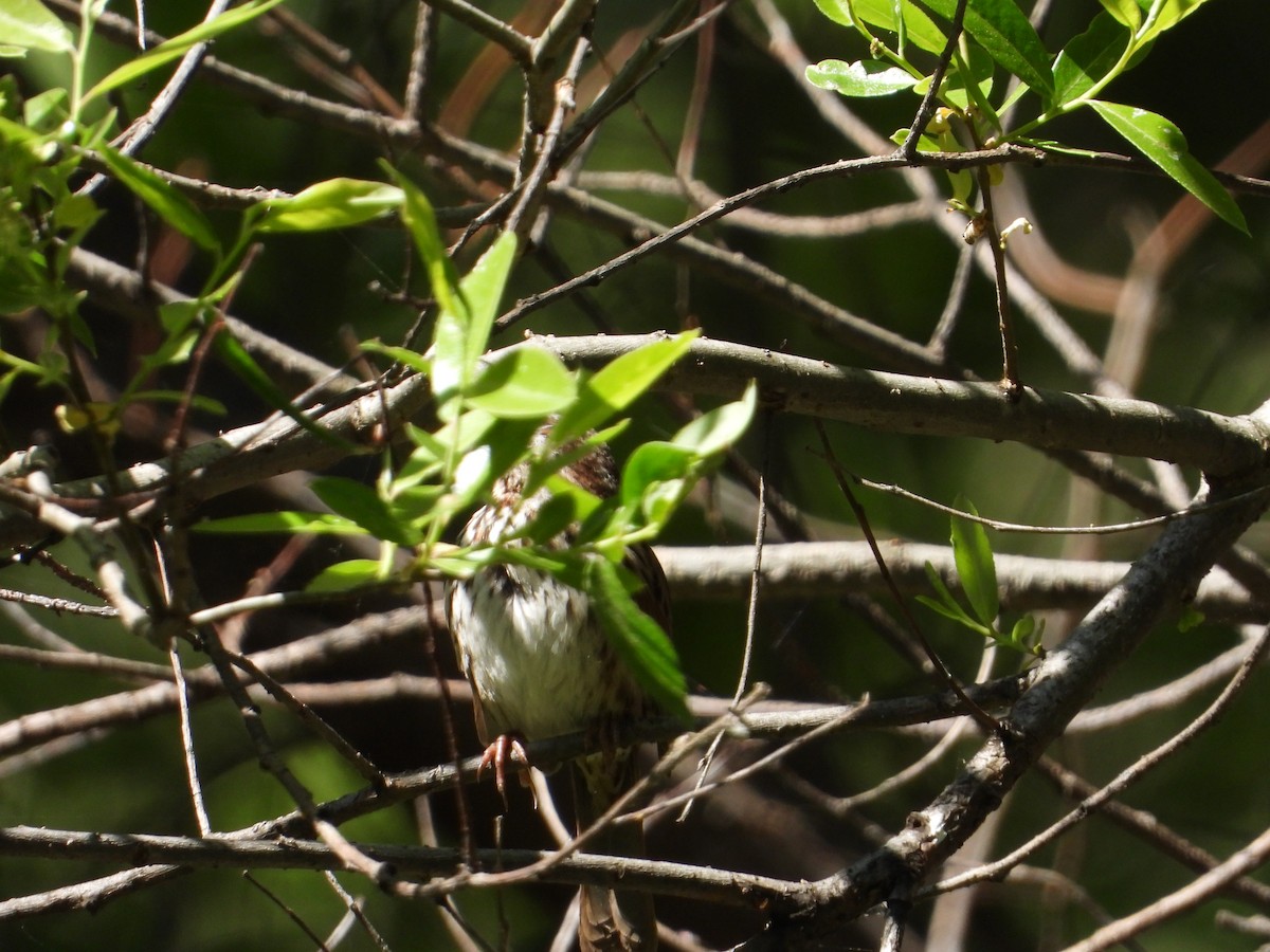 Song Sparrow - ML636431725