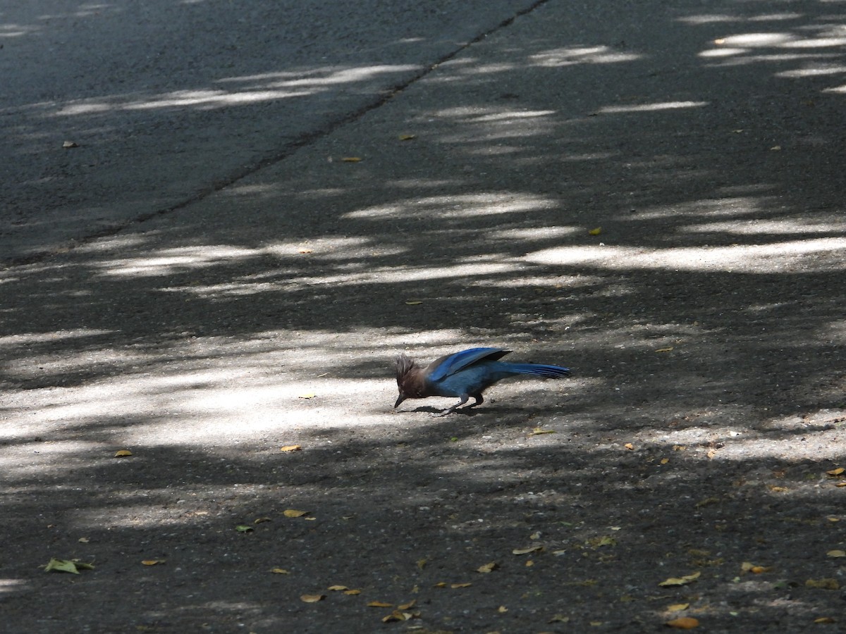 Steller's Jay - ML636431754