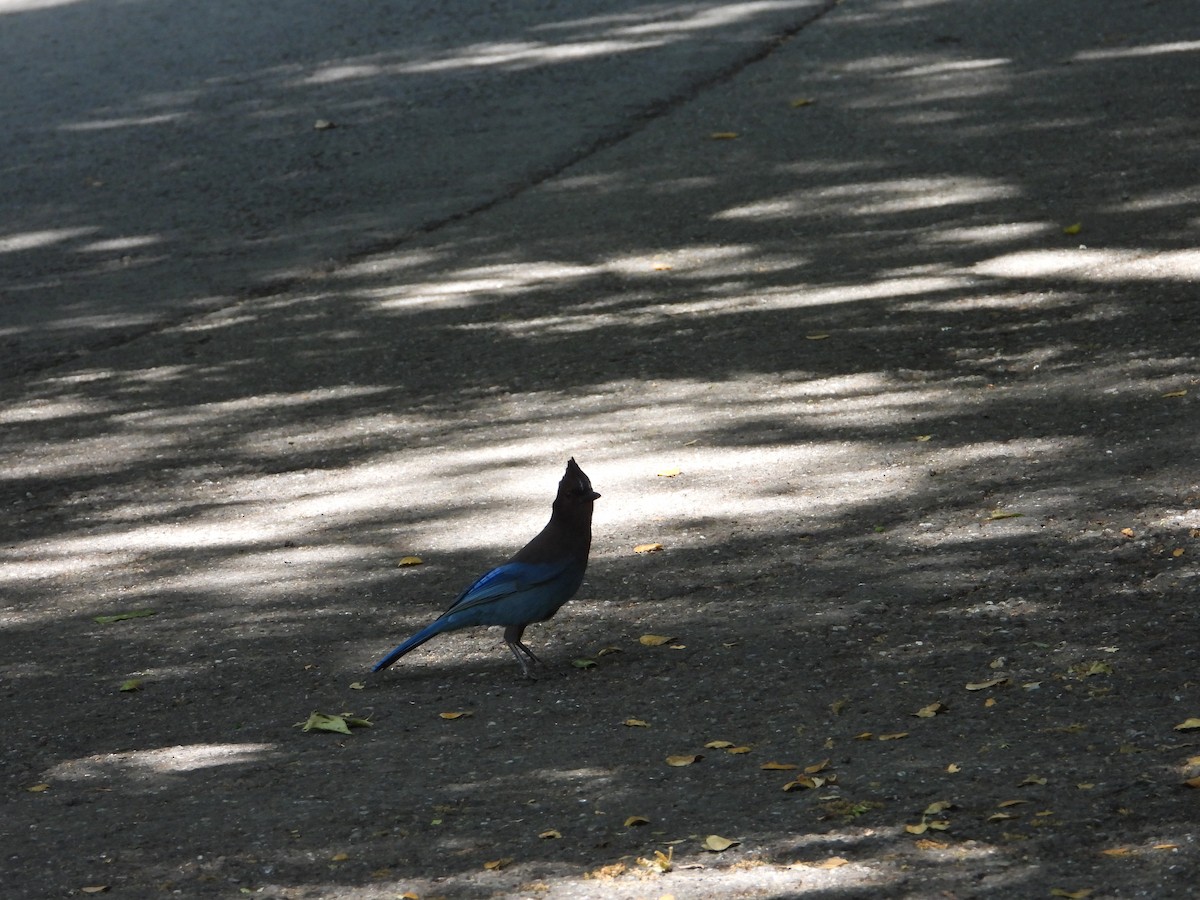 Steller's Jay - ML636431755