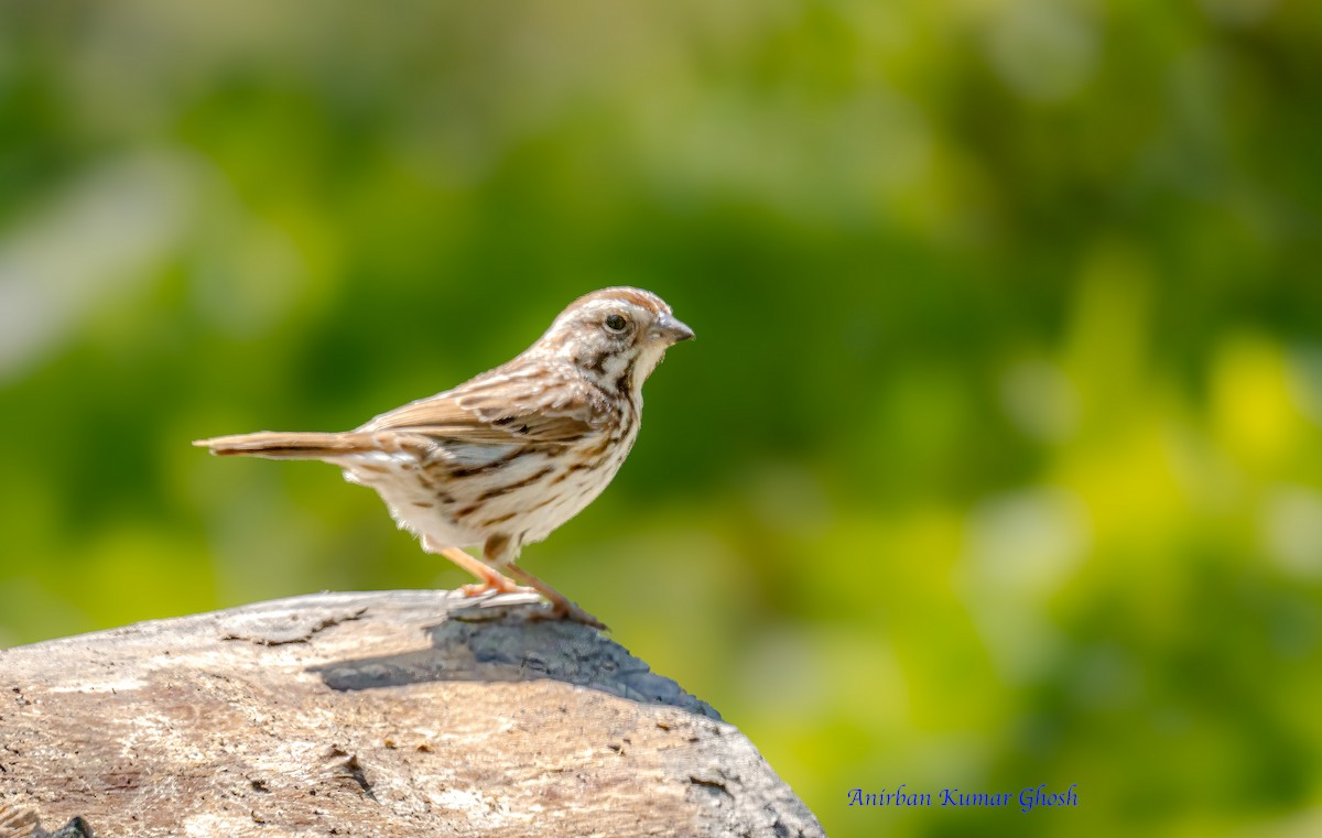 Song Sparrow - ML636431781