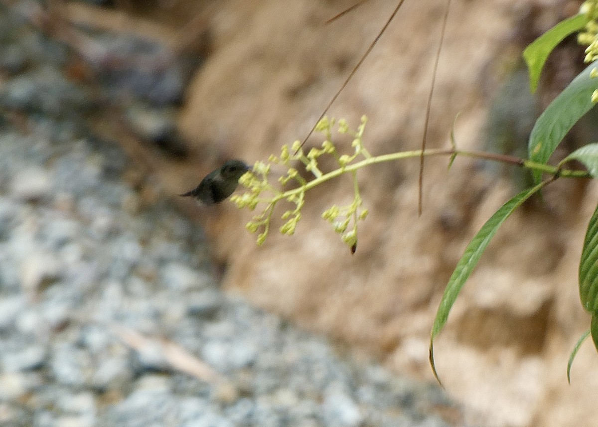 Colibrí Zumbadorcito - ML636431782