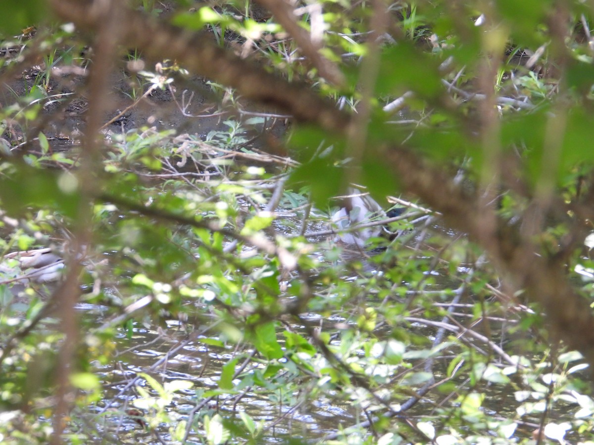 Зэрлэг нугас - ML636431845