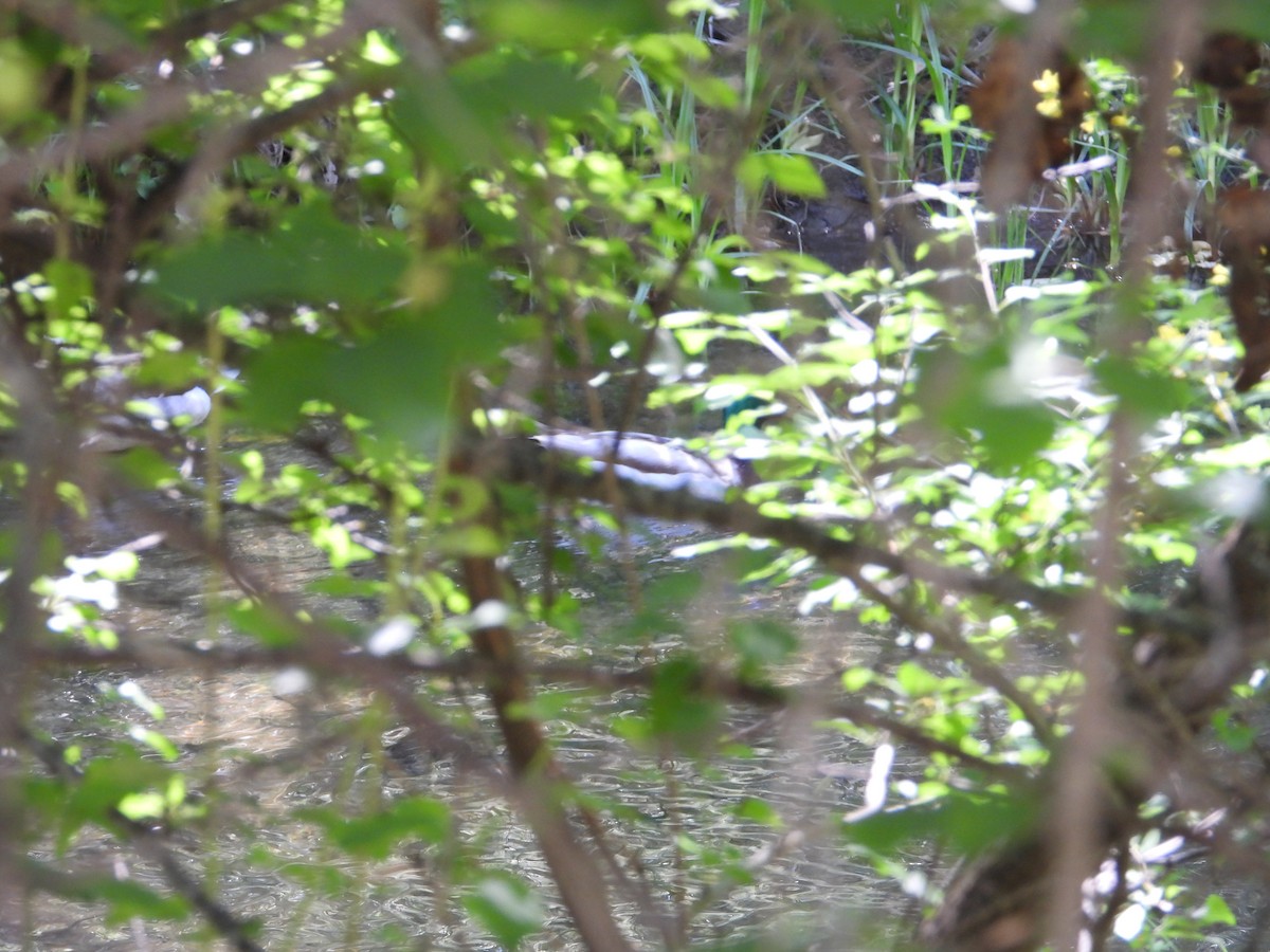 Зэрлэг нугас - ML636431846