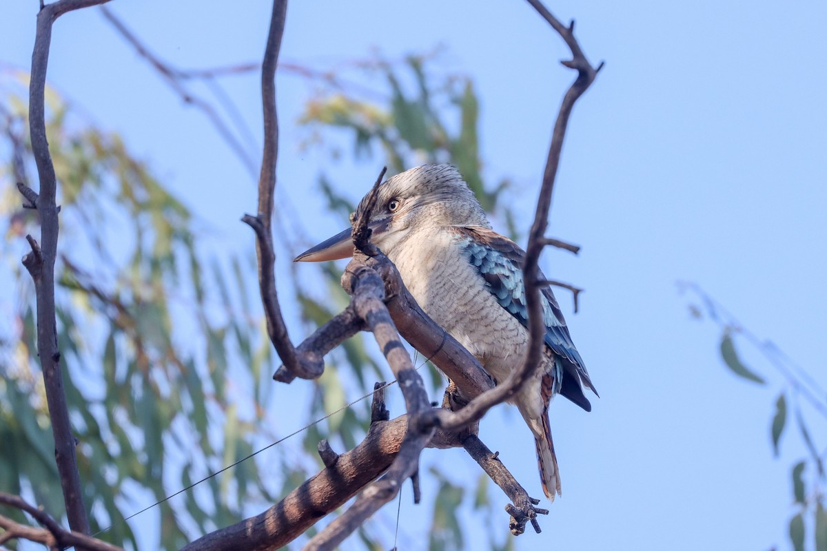 Blue-winged Kookaburra - ML636431872