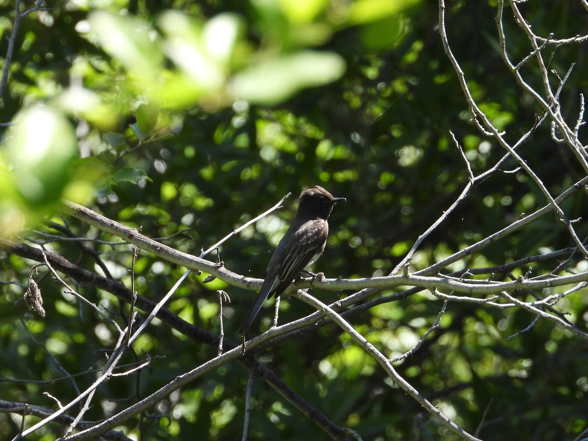 Black Phoebe - ML636431880