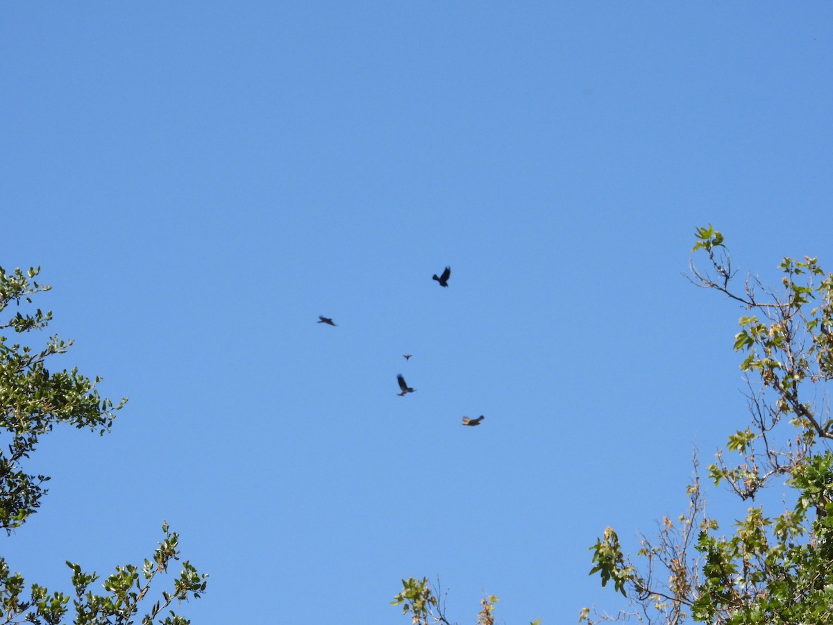 Red-tailed Hawk - ML636431925