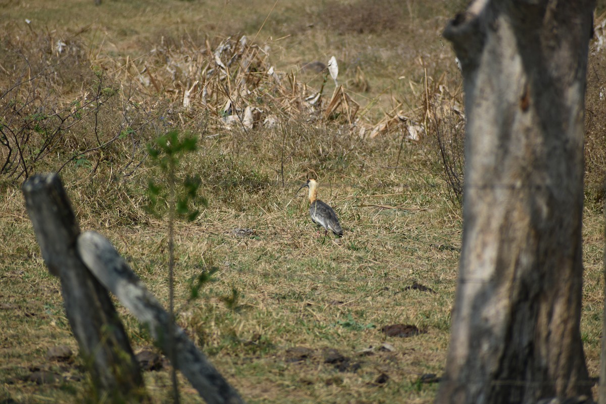 Buff-necked Ibis - ML636431933