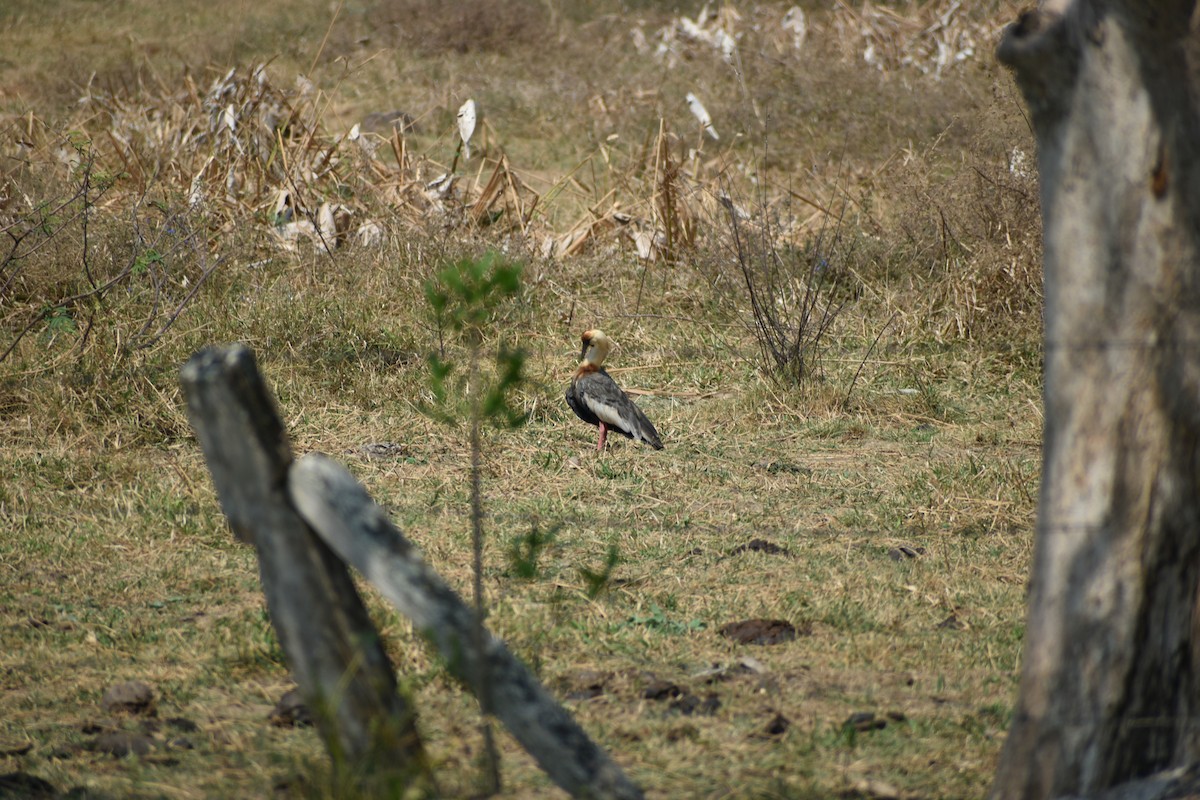 Buff-necked Ibis - ML636431934
