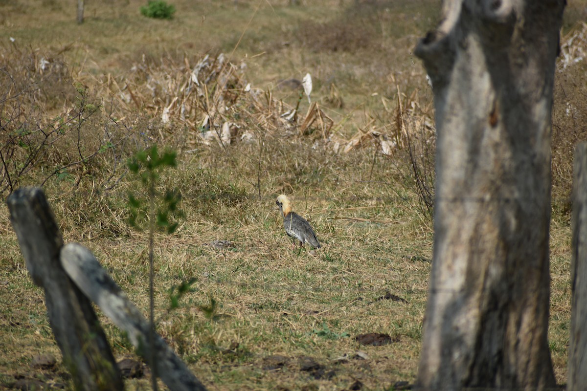 Buff-necked Ibis - ML636431935