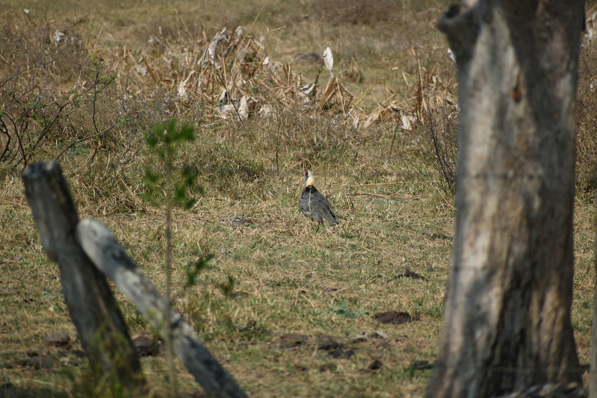 Buff-necked Ibis - ML636431936