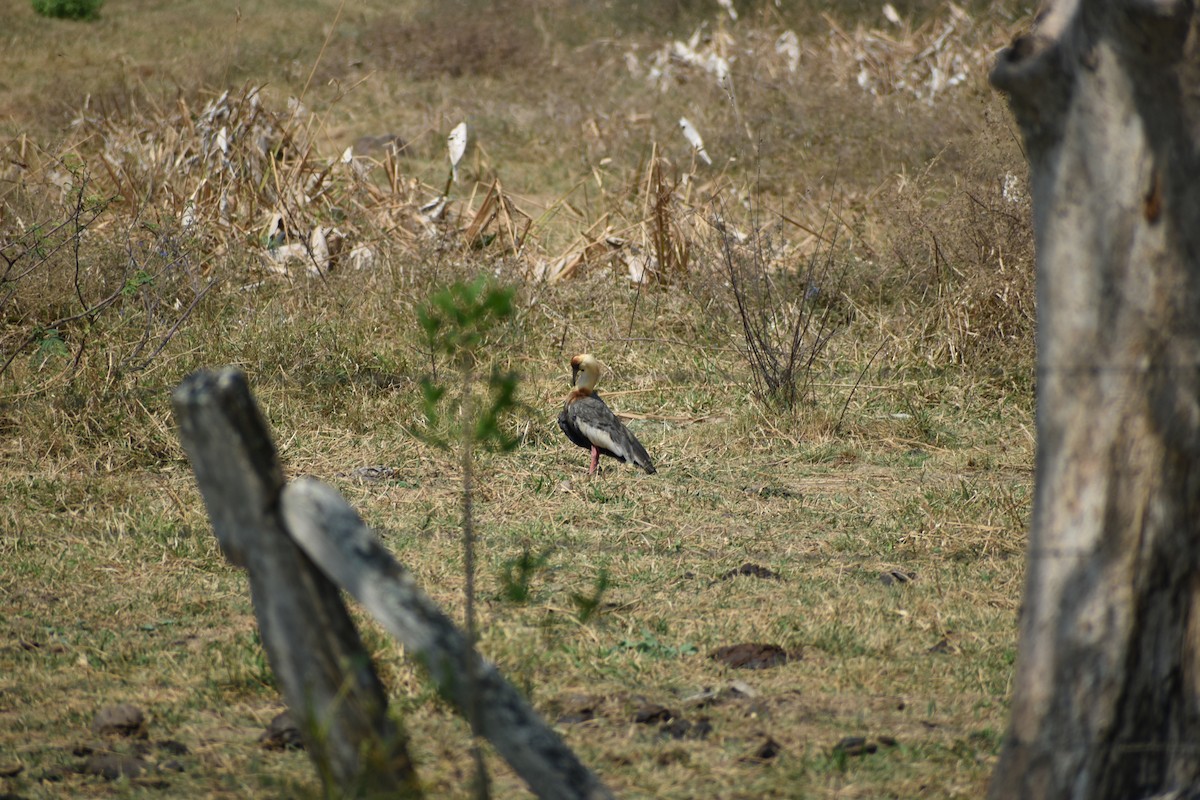Buff-necked Ibis - ML636431937