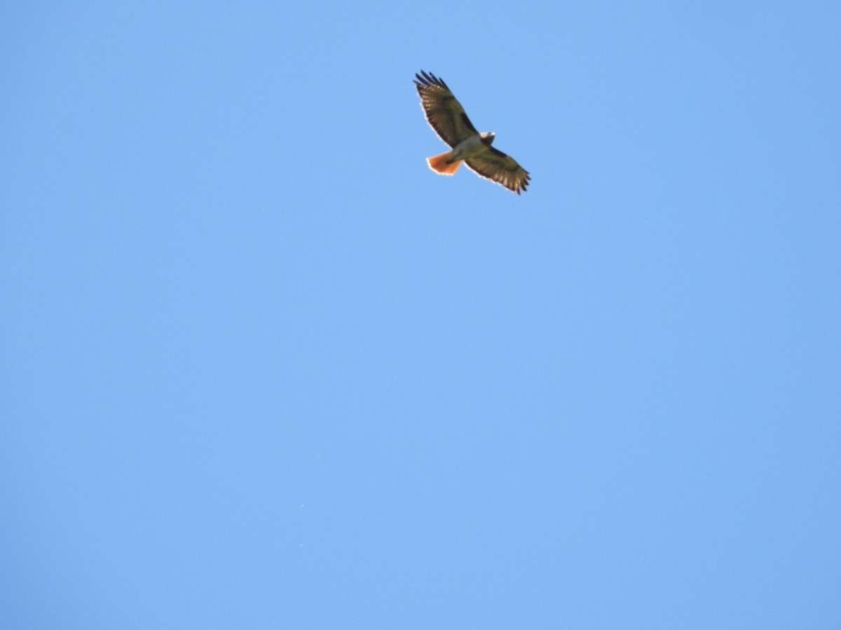 Red-tailed Hawk - ML636431945