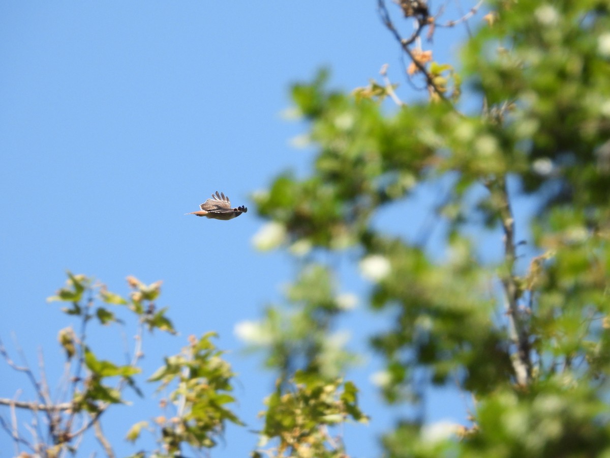 Red-tailed Hawk - ML636431946