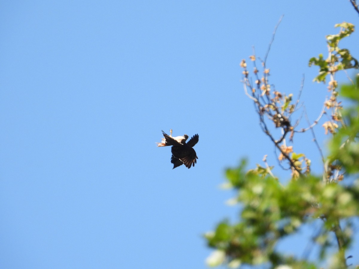 Red-tailed Hawk - ML636431948