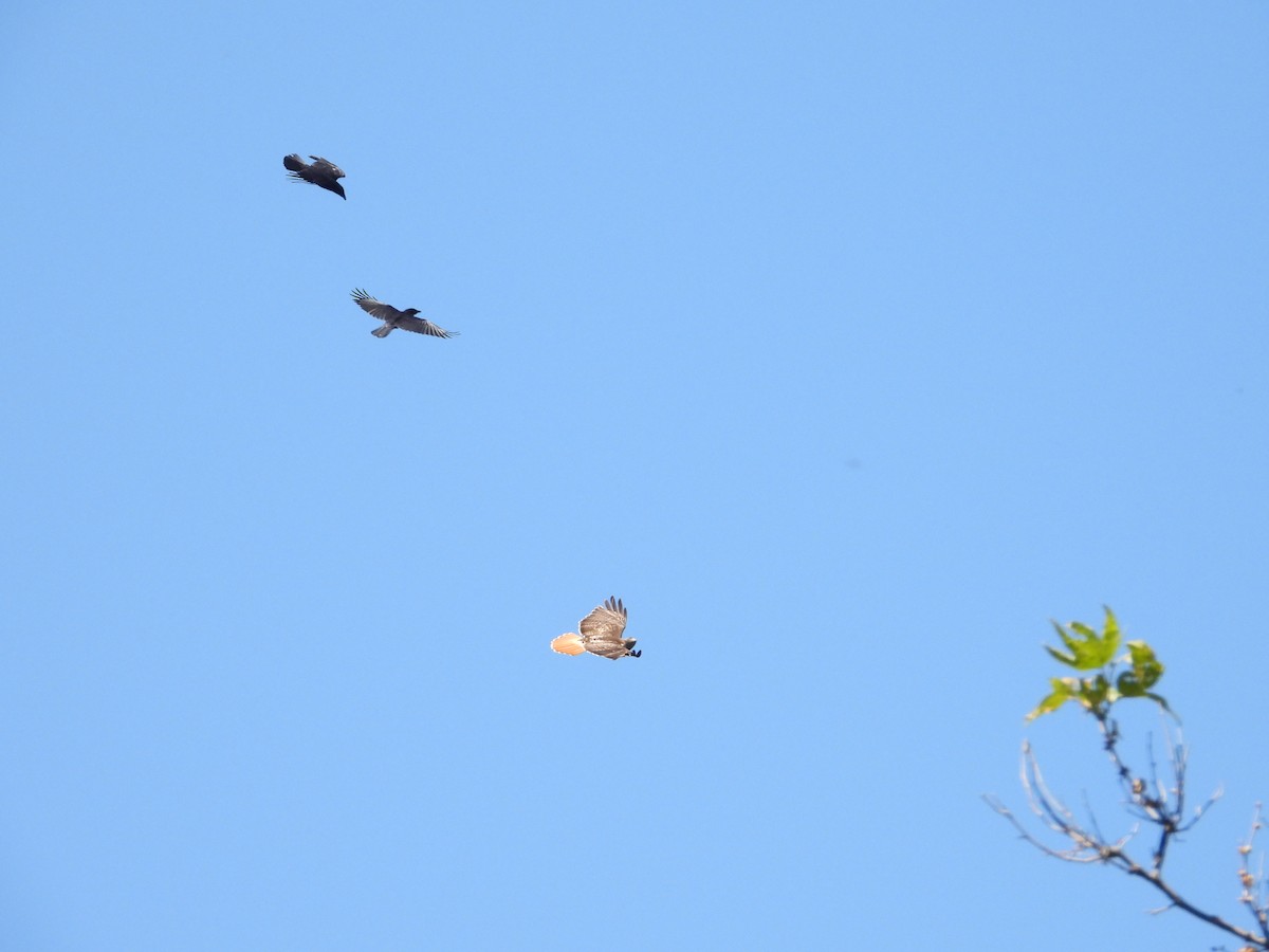Red-tailed Hawk - ML636431949